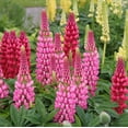 thumbnail image 5 of Better Homes & Gardens 1 Quart Lupine Multicolor Perennial Live Plants Outdoor Full Sun, 5 of 5
