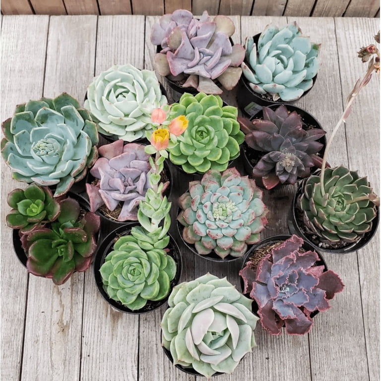 lady finger succulent Lady Finger Cactus