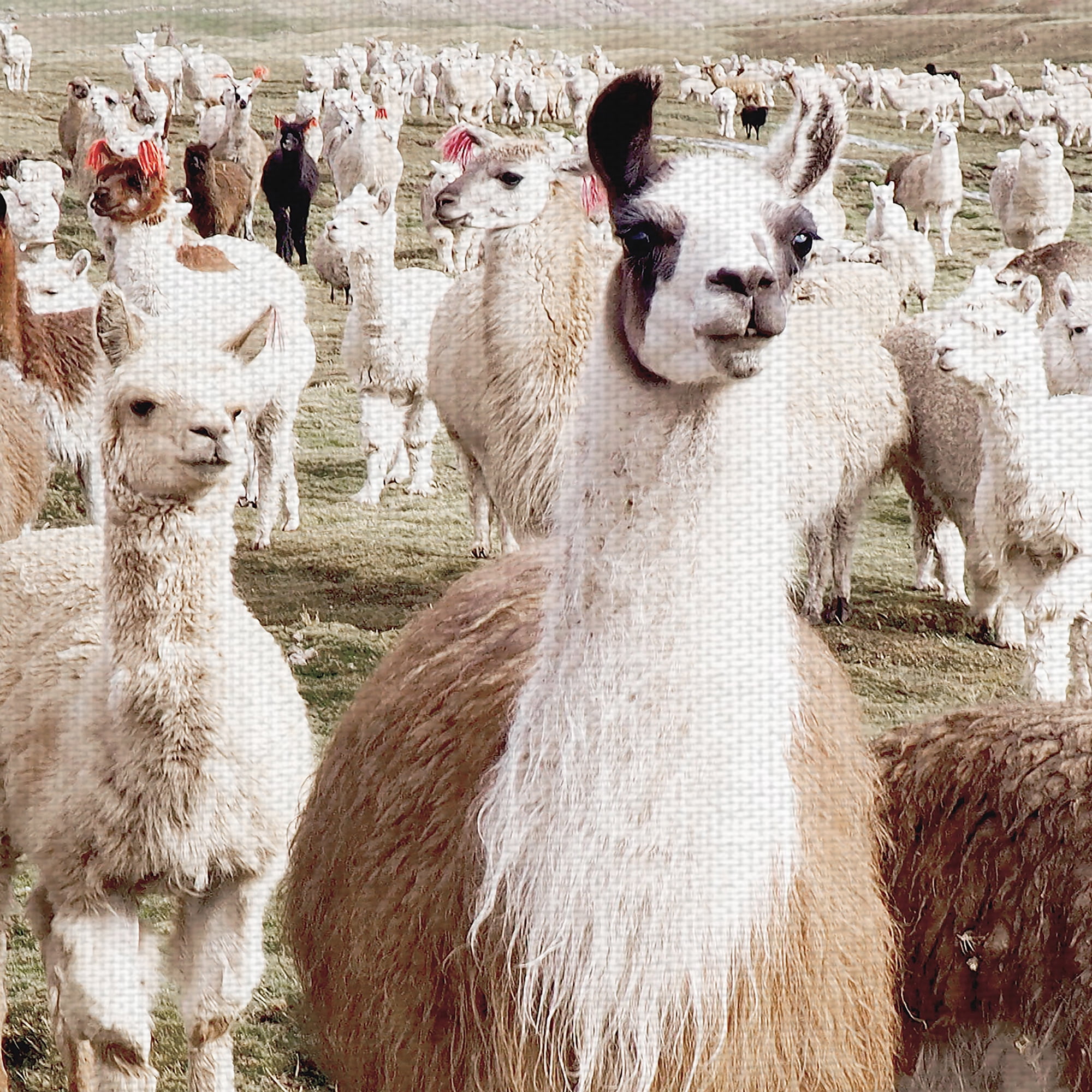 Masterpiece Art Gallery Whole Lotta Llamas by Belle Maison Canvas Art Print 24" x 36"