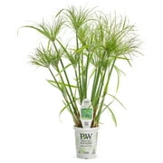 4.5 in. Quart Graceful Grasses Prince Tut Dwarf Egyptian Papyrus (Cyperus) Live Plant, Bright Green Foliage