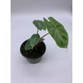 thumbnail image 5 of Alocasia Ivory Coast Variegated, Elephant Ear African Plant, Clear Green, 5 of 9