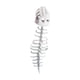 thumbnail image 4 of Dinosaurio Disfraz Esqueleto Accesorio de Diseño Realista de Decoración de Vertebral de Dinosaurio en Terciopelo Adecuado, 4 of 9