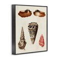 thumbnail image 2 of Stupell Industries Coastal Antique Spiral Sea Shells Black Framed Giclee Art, 11 x 14, by G.W. Knorr, 2 of 7