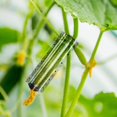 thumbnail image 4 of Cucumber For Growing Vegetable Styling Growth Fruit Stereotypes Accessories Shaping Tool For Garden Yard, 4 of 7