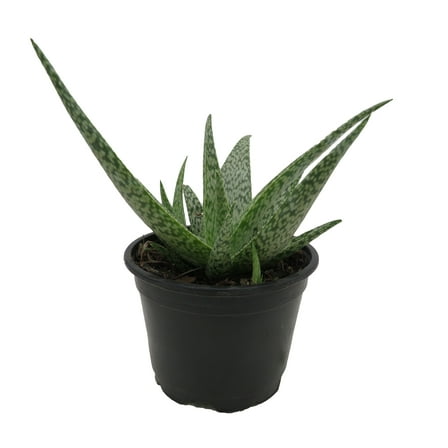 Christmas Green Aloe - 4" Pot - Succulent