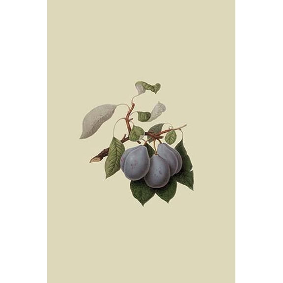 Imperial Plum-Fine Art Canvas Print (20" x 30")