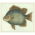 thumbnail image 3 of Vision Studio 13x12 Black Modern Framed Museum Art Print Titled - Butterfly Fish II, 3 of 5
