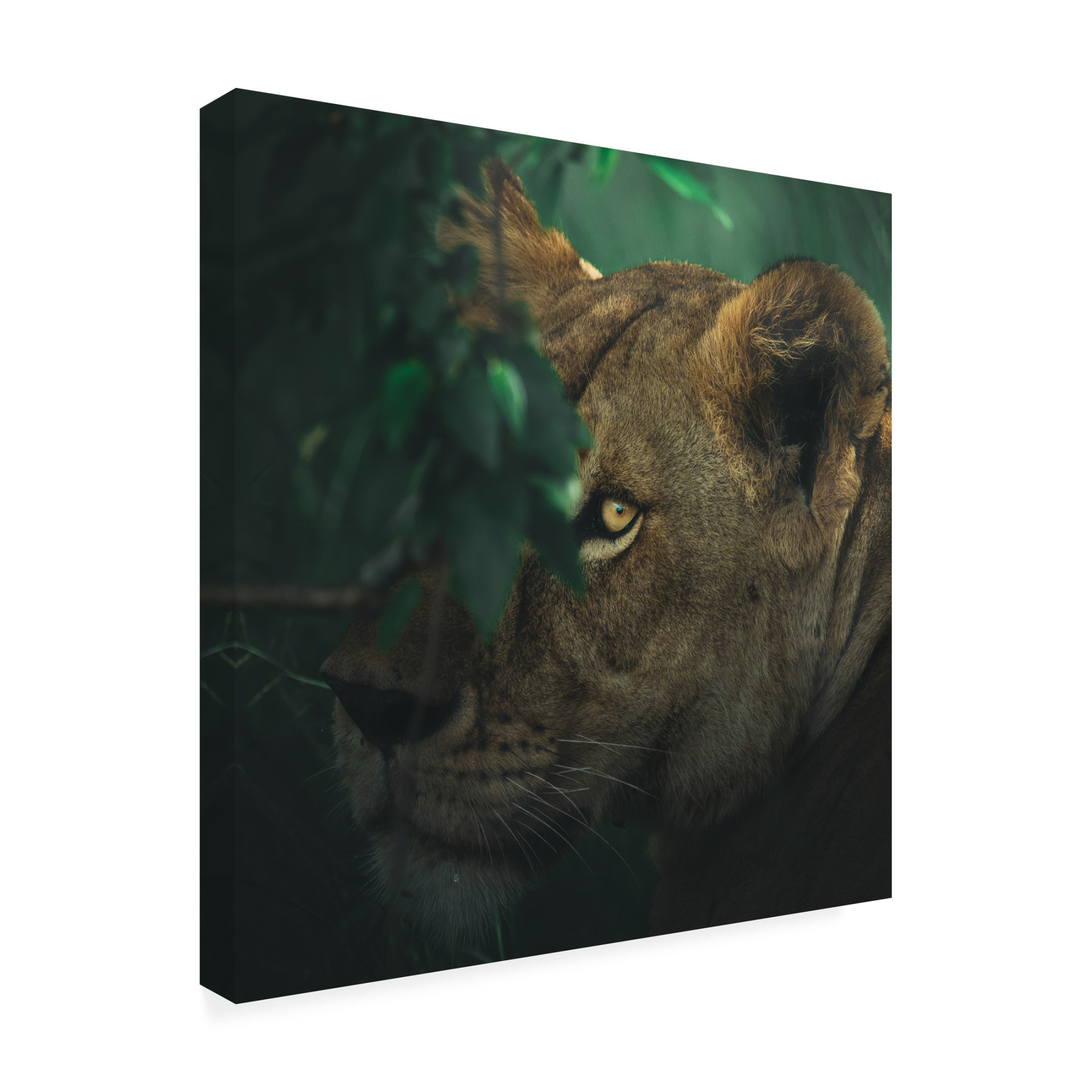 Trademark Fine Art Ahmed Sobhi  Eye Contact Canvas Wall Art
