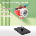 thumbnail image 3 of Human Eye Anatomical Model with Detachable Stand 16 Detachable Parts Education Display Science Teaching Eyeball Model, 3 of 7