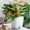 A, variant on Flower Pots for Indoor and Outdoor Use - Versatile Planters with Multiple Holes and Trays for Succulents and Flowers
