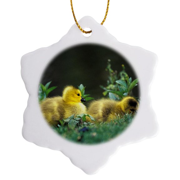 3drose, Washington, Seattle. Canadian Goose Chick, Bird - Na02 Dgu0002 - Darrell Gulin, 3 inch Snowflake Porcelain Ornament
