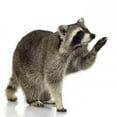 thumbnail image 2 of Raccoon 9 Months Procyon Wall Decal by Wallmonkeys Peel and Stick Graphic (24 in W x 23 in H) WM213774, 2 of 4