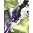 thumbnail image 3 of Country Brook Petz® 5/8 inch Nylon Dog Leash - Purple, 6 Foot, 3 of 6