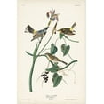 thumbnail image 2 of Audubon, John James 17x24 Black Ornate Wood Framed with Double Matting Museum Art Print Titled - Pl. 153 Yellow-rump Warbler, 2 of 4