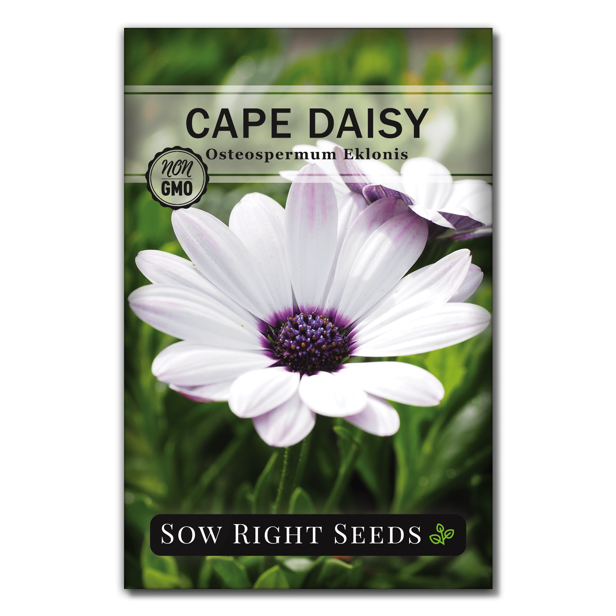Cape Daisy Seeds Non GMO Heirloom Varieties for Planting