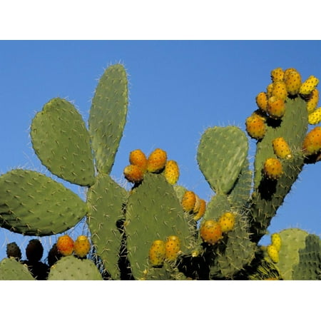 Prickly Pear Cactus, Lower Slopes, Mount Etna, Sicily, Italy Print Wall Art By Duncan