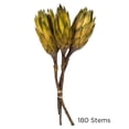 thumbnail image 5 of Vickerman 8-12" Basil Repens - Natural Stem - Bulk case, 180 pieces, Dried, 5 of 5