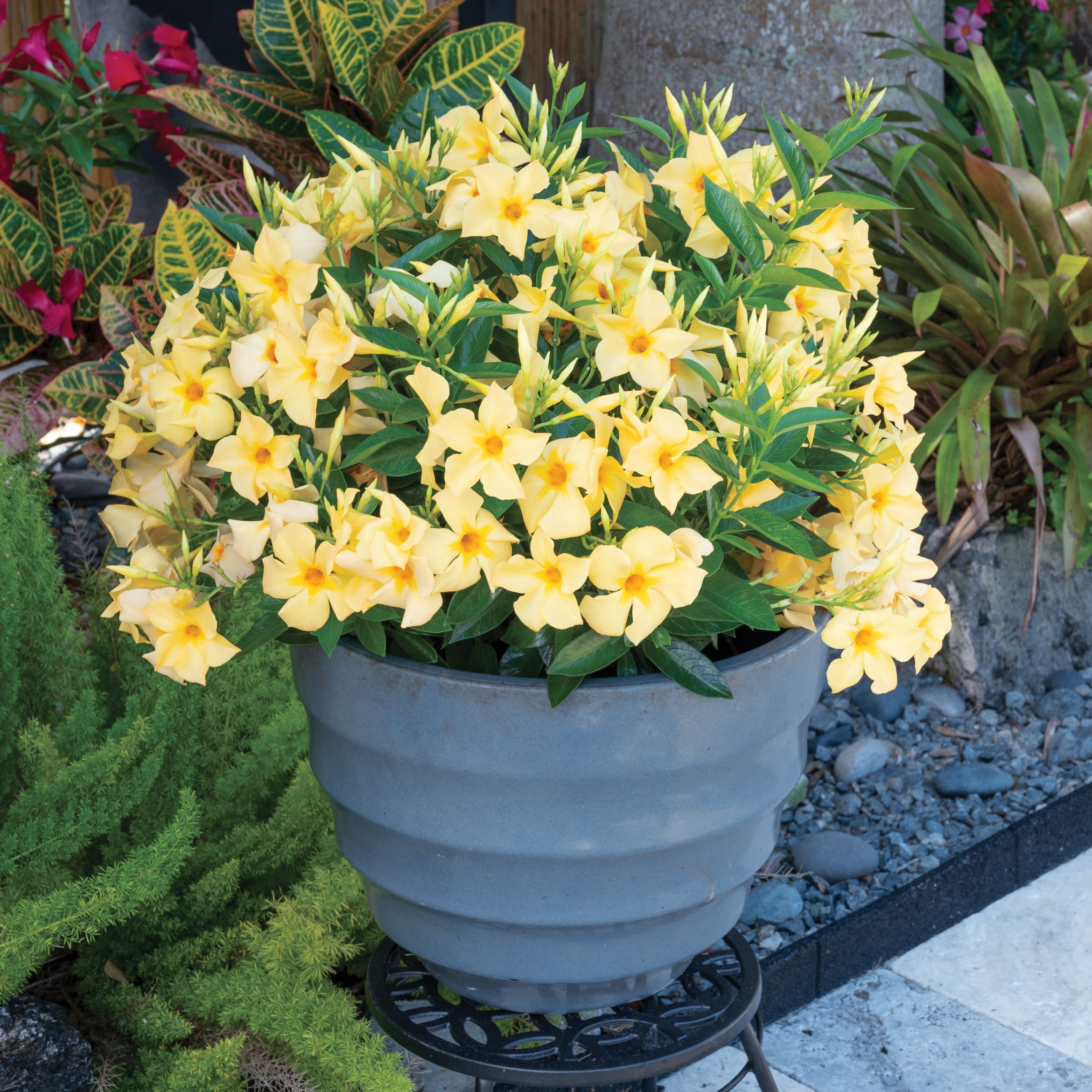 National Plant Network 1 gal. Mandevilla Sun Parasol Sunbeam Annual Plant with Yellow Flowers