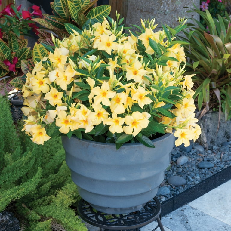 National Plant Network 1 gal. Mandevilla Sun Parasol Sunbeam