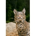 thumbnail image 5 of STATUE de BOBCAT Assis, 5 of 5