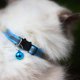 thumbnail image 5 of Collar para Gatos Mr. Pets, Reflectante, Ajustable azul Unitalla, 5 of 5