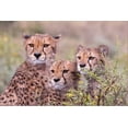 thumbnail image 2 of Norring, Tom 18x13 Gold Ornate Wood Framed with Double Matting Museum Art Print Titled - Cheetah cubs trying to hide behind bush-but too curious to stay in hiding-Serengeti-Tanzania-Africa, 2 of 4