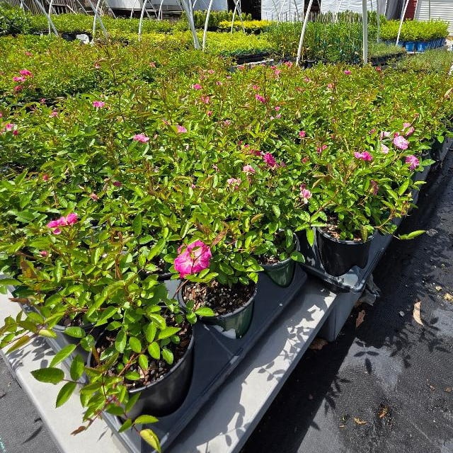Peggy Martin Climbing Rose - Live Plant - ( 1 QT )