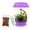 Purple Lid+Food, variant on Live Venus Flytrap Plant Kit in 4.5" Purple Terrarium – Includes Food & Tweezers – Easy Indoor Carnivorous Houseplant Gift Fly Trap
