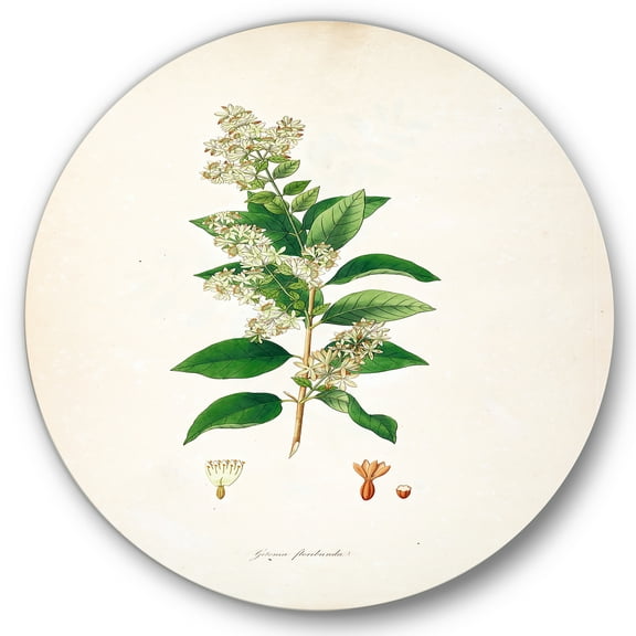 Designart 'Ancient Botanicals XVII' Farmhouse Circle Metal Wall Art 36x36 - Disc of 36