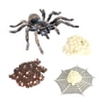 thumbnail image 3 of 2-10pack plástico  4  educación 2 piezas CUTICAT Juego de crecimiento de insectos para niños, 3 of 8