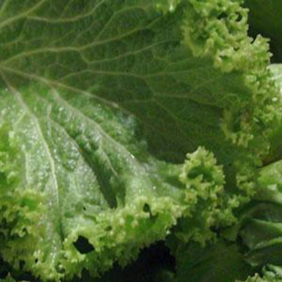 Old Fashioned Mustard Seed - 1/4 LB ~33,600 Seeds - Non-GMO, Heirloom, Open Pollinated - Farm & Garden Vegetable & Culinary Herb Seeds