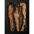 thumbnail image 2 of Berzel, Erin 13x18 Black Modern Framed Museum Art Print Titled - Oregon Pine II, 2 of 5