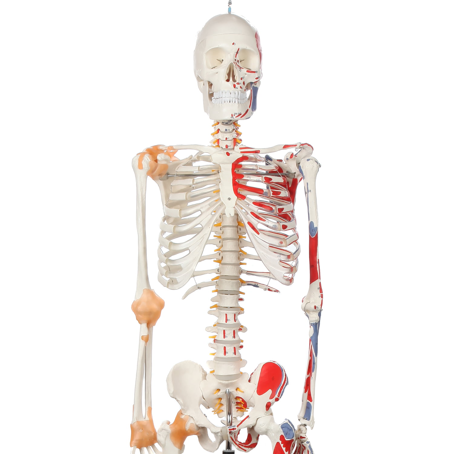 Detailed Product Manual Axis Scientific Painted and Numbered Life Size Skeleton Model Dust Cover 3-Year Warranty Full Size Human Skeleton has Muscle Insertion and Origin Points Includes Base