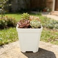 thumbnail image 6 of SMKE Plastic Planter With Tray,Black 2.52X2.36In Flower Pots For Indoor Outdoor Plants,Nursery Planters For Houseplants And Herbs,Home Balcony Flower Pots,Drainage Hole Garden Plant Pot, 6 of 9