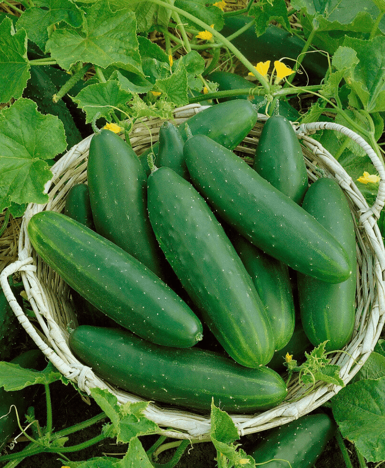 Set 2 Marketmore Cucumber Plants Live, 4 Inch Pot, Cucumber Live Plants, 2 Cucumber Vegetable Starter Plants