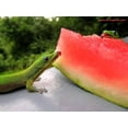 thumbnail image 3 of 100 CRIMSON SWEET WATERMELON Citrullus lanatus Fruit Melon Seeds, 3 of 4