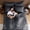 Dark Gray-Queen, variant on Army Green Queen Comforter Set - 7-piece All Season Bed In A Bag  Ultra Soft Bedding With Flat Sheet Fitted Pillowcases Pillow Shams
