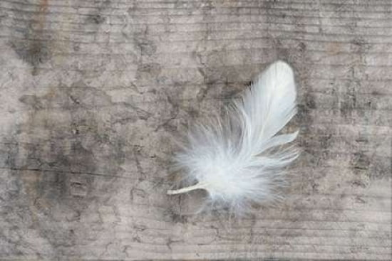 White Feather Canva
