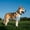 Z04-D, variant on Retractable Dog Leash with LED Light, Poop Bag Dispenser with Bags, 16ft Leash, Anti-Slip Handle, Tangle-Free 360° Rotation, One-Button Brake & Lock, Reflective Dog Leashes