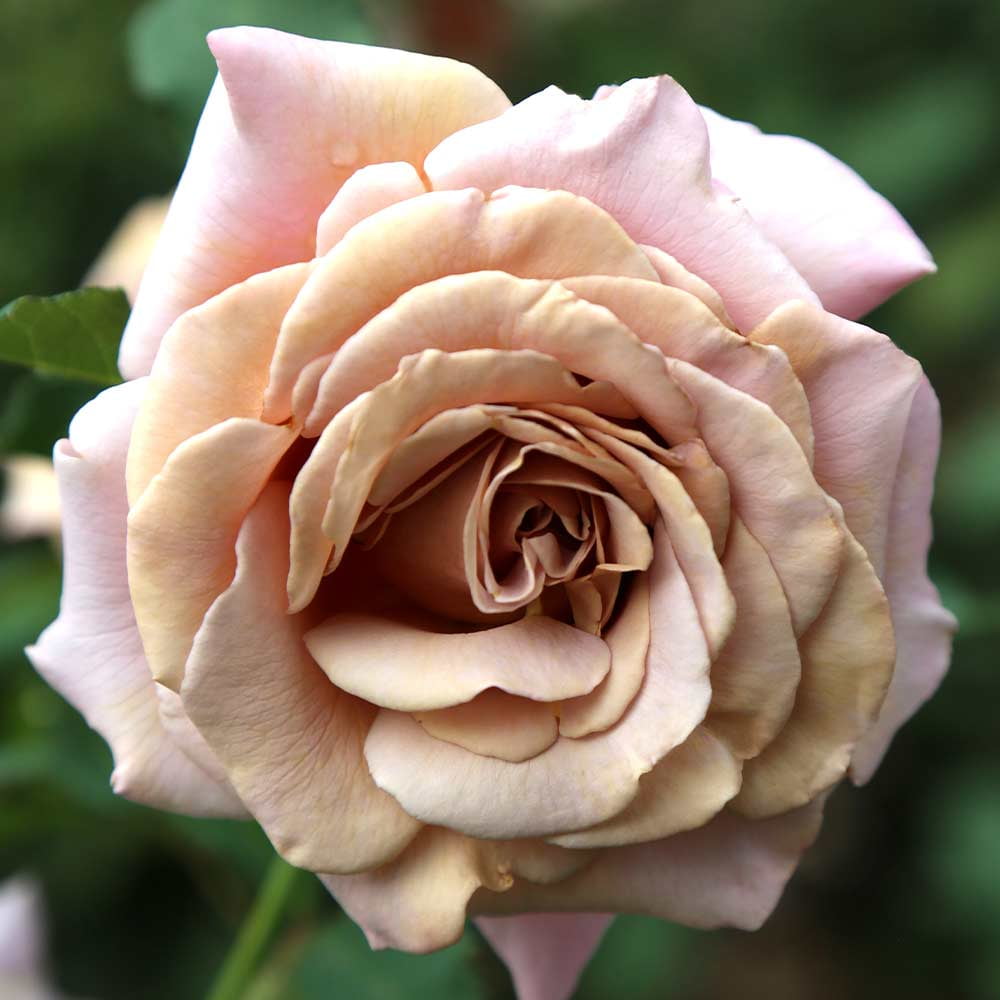 Heirloom Roses Rose Bush - The Koko Loko Floribunda Plant , Live Plants For Outdoors , Own Root Rose Bushes For Planting , One Gallon Potted Outdoor Flower Plants