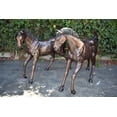 thumbnail image 2 of Nifao Pair Of Very Detailed Young Horses, Foals, Bronze Statues – Garden Outdoor Decor Sculpture, 56"L x 50"W x 47"H, 2 of 10