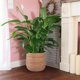 thumbnail image 4 of Maceta de Algas Marinas - Tejida Cesta Decorativa para Plantas con LáMina PláStico en Estilo Bohemio S, 4 of 5