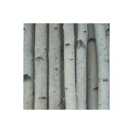 

Four Thick White Birch Poles 8 ft