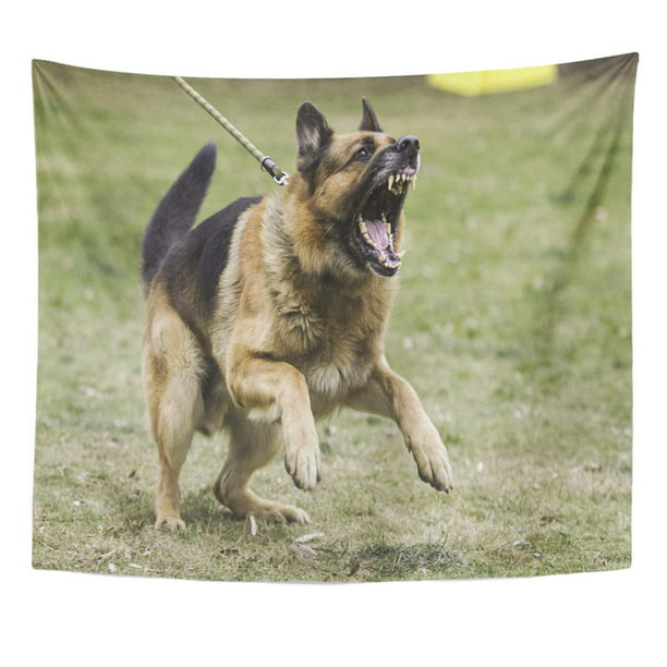 Refred Vicious Black Dog Aggressive German Shepherd Angry Agressive Security Wall Art Hanging Tapestry Home Decor For Living Room Bedroom Dorm 51x60 Inch Com - Black German Shepherd Home Decor