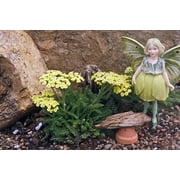 Hirt's Gardens World's Smallest Tiny Gold Yarrow - Achillea - Fairy Garden/Rock Garden-2.5" Pot