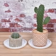 thumbnail image 5 of Uxcell Plastic Wave Round Plant Pot Saucer Flower Drip Tray 4pcs White 7", 5 of 5