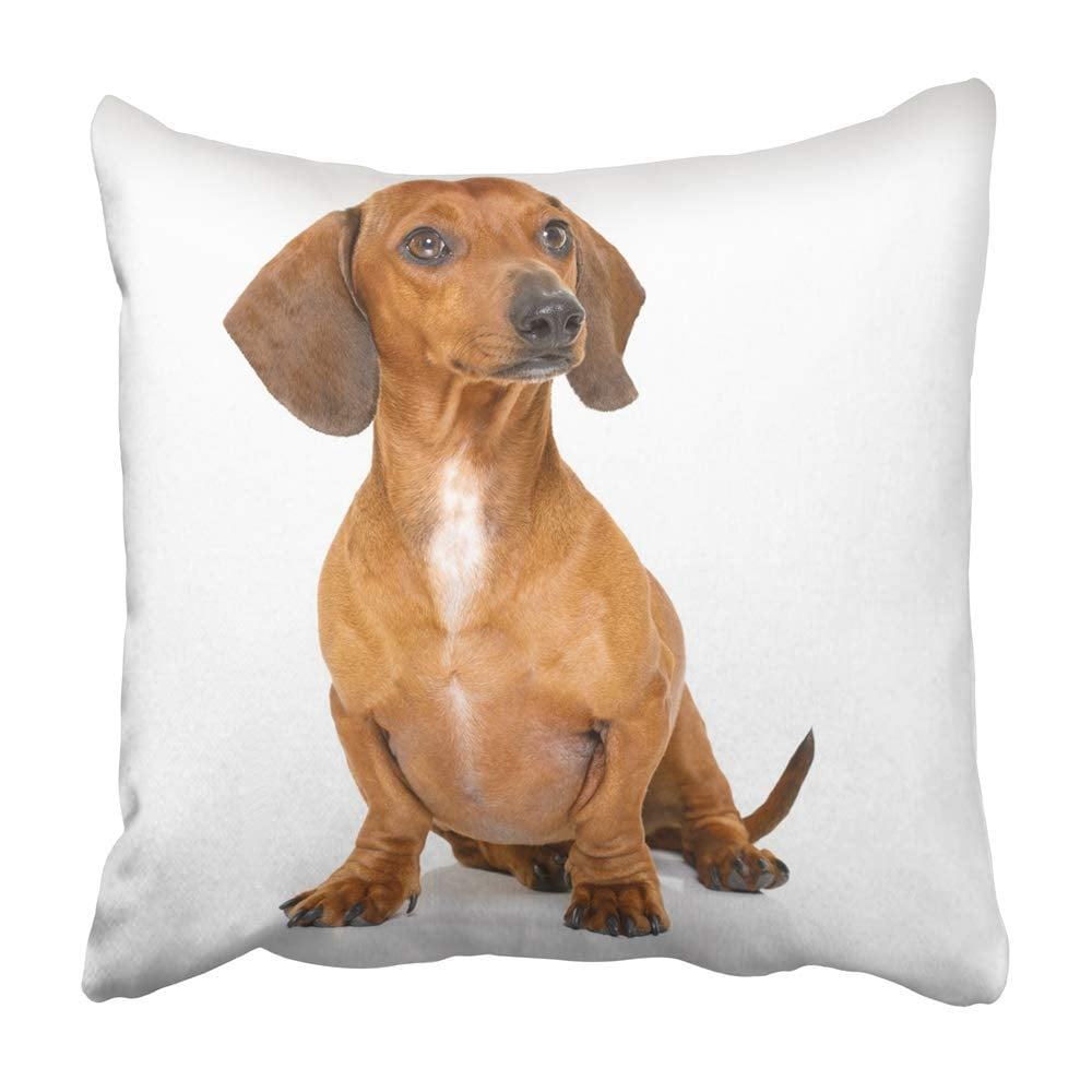 USART Brown Sit Sitting Obedient Dachshund Sausage Dog Looking to Owner