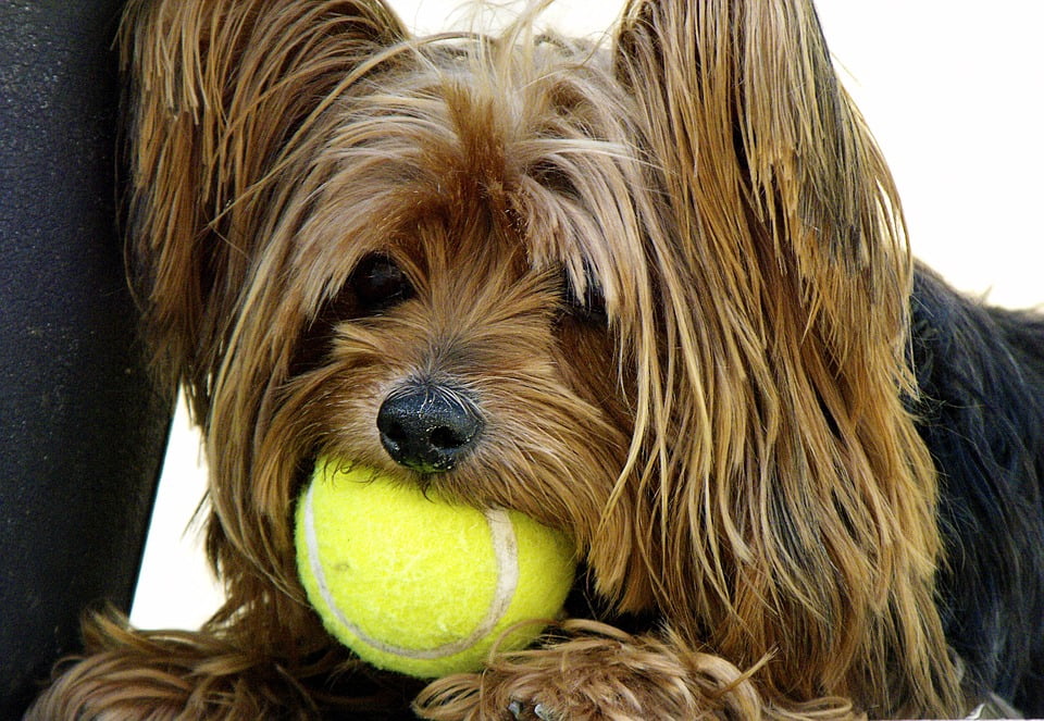 yorkie tennis shoes