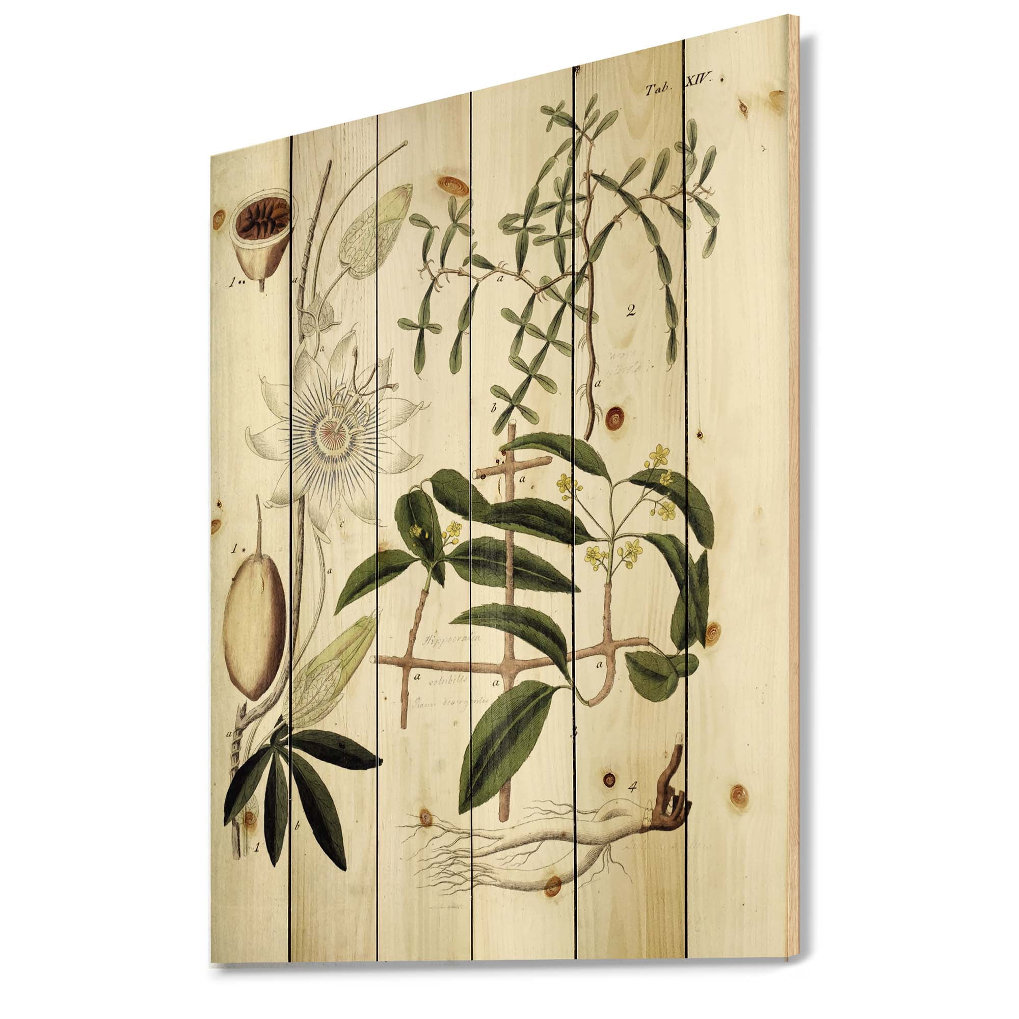 Designart 'Ancient Plant Life IV' Farmhouse Print on Natural Pine Wood