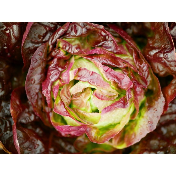 3000 Seeds RED ROMAINE LETTUCE Lactuca Sativa Vegetable Seeds *Flat Shipping